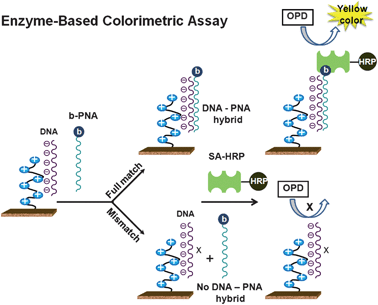 Schematic representation of enzymatic amplified colorimetric detection of DNA following Dot blot hybridization using filter paper functionalized with positively charged polymer brushes and the peptide nucleic acid probe.