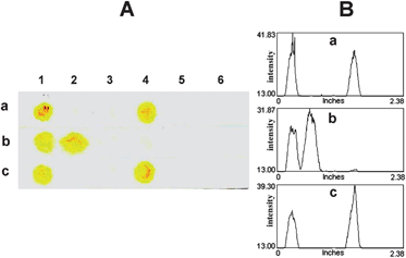 Representative images (column A: scanned image and column B: profile image) of the test results demonstrating the specificity and efficiency of (a) b-PNA SLE2, (b) b-PNA SLE1 to distinguish complementary and single mismatched DNA (SLE2 and SLE1) targets or (c) complementary DNA (AC) and non-complementary DNA (AG) using b-PNA (TG). The positive results are shown by the yellow spots at position 4 for the tests in entries a and b, and 2 for entry b.