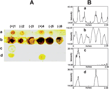 Representative images (column A: scanned image and column B: profile image) of the test results demonstrating the performance of the QPDMAEMA-grafted filter paper in comparison with commercial membranes: (a) nitrocellulose, (b) Nylon 66, (c) PDMAEMA-, and (d) QPDMAEMA-grafted filter paper.