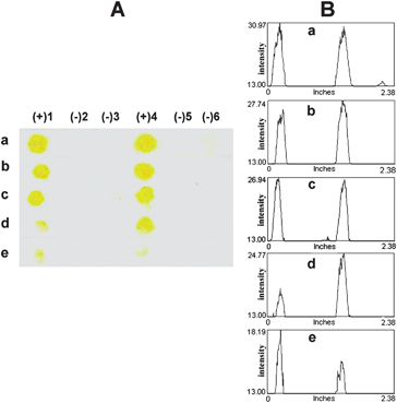 Representative images (column A: scanned image and column B: profile image) of the test results demonstrating the detection limit of complementary DNA SLE2 and single mismatched DNA SLE1 using 2 μL of 1 μM b-PNA SLE2 as the probe: (a) 2 pmol (2 μL of 1 μM), (b) 1 pmol (1 μL of 1 μM), (c) 100 fmol (1 μL of 100 nM), (d) 50 fmol (0.5 μL of 100 nM), and (e) 10 fmol (1 μL of 10 nM).