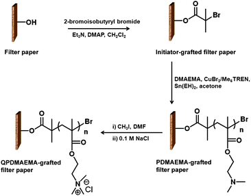 A synthetic pathway for the preparation of QPDMAEMA-grafted filter paper.