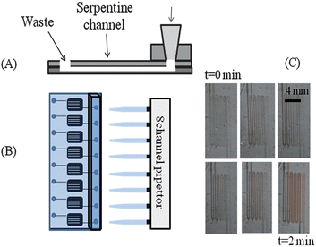 High-throughput pipet pumping in polystyrene based microfluidic device. (A) Side view of the device. A pipet block is molded from immobilized 200 μL pipet tips in PDMS. This is sealed to the cover slab of PDMS over an access hole. The polystyrene device containing the serpentine channels is then sealed to the PDMS components. (B) Top-view of the device, where an 8-channel pipet can individually and simultaneously address each channel. (C) Time-lapse photography of pumping RBCs through the serpentine channels using this system.