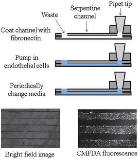 Endothelial cell culture on a polystyrene device. To culture endothelial cells, the device is first coated with fibronectin. Next, a suspension of endothelial cells is pumped into the device. The device is then incubated at 37 °C, 5% CO2 for 2 hours. Media is changed every two hours until cell confluence is observed. A bright field image is shown on the left, while the image on the bottom right was obtained by incubating the cells with CellTracker CMFDA fluorescence.