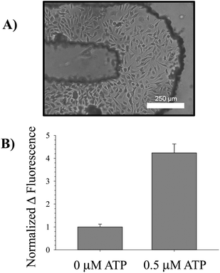 Intracellular measurement of NO. A bright field micrograph of endothelial cells cultured in the turn of a serpentine channel is provided in (A). These cells were incubated with 10 μM DAF-FM-DA, an intracellular NO probe, at 37 °C for 30 min; excess probe was rinsed off the cells by pumping buffer without probe through the channels. After the incubation period, a basal fluorescence measurement was taken using a standard plate reader. Next, 0.5 μM ATP was pumped over the cells and allowed to incubate for an additional 30 min in order to stimulate NO production in the endothelial cells. A final fluorescence measurement was taken using the plate reader and the difference in fluorescence calculated. This value was normalized to the difference in fluorescence for a 0 μM ATP standard. The average changes in fluorescence for n = 3 separate devices is shown in (B), along with error bars representing the standard error of the mean. The changes are significant for p < 0.001.