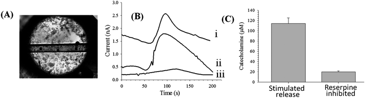 Use of polystyrene substrates for PC 12 cell analysis. (A) Micrograph of PC 12 cells on polystyrene surface as well as in a polystyrene microchannel. (B) Amperograms of 100 μM dopamine (i), K+ stimulated release (ii), and reserpine-inhibited release (iii). (C) Quantitative comparison of K+ stimulated release and reserpine-inhibited release (for 3 different chips on different days with a similar cell confluence).