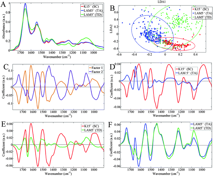 Spectral data of extracted inlier spectra: (A) mean spectra per class; (B) two-dimensional principal component analysis-linear discriminant analysis (PCA-LDA) scores plot; (C) PCA-LDA loadings plots for LD1 (orange) and LD2 (purple); (D) cluster vectors plot with terminally-differentiated-cell category set as origin; (E) cluster vector plot with transit amplifying-cell category set as origin; and origin; and, (F) cluster vector plot with stem cell category set as origin.