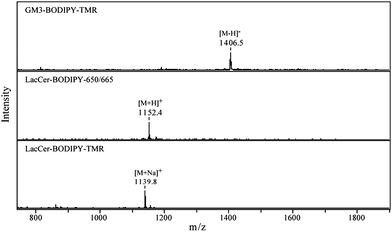 MALDI mass spectra for the BODIPY conjugated GSLs. The spectra were acquired in the positive mode except for GM3–BODIPY–TMR which has a sialic acid moiety in its carbohydrate chain.