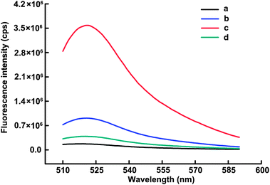 Fluorescence emission spectra of MB (100 nM) under different conditions: (a) MB + H; (b) MB + Oligo B (17 nM); (c) MB + H + Nt.AlwI (5 U); (d) MB + H + Nt.AlwI (5 U) + Dam MTase (80 U mL−1). H represents the DNA heteroduplex with a fixed Oligo B concentration of 17 nM and the 1.6 : 1 molar ratio of Oligo A to Oligo B in all these experiments.