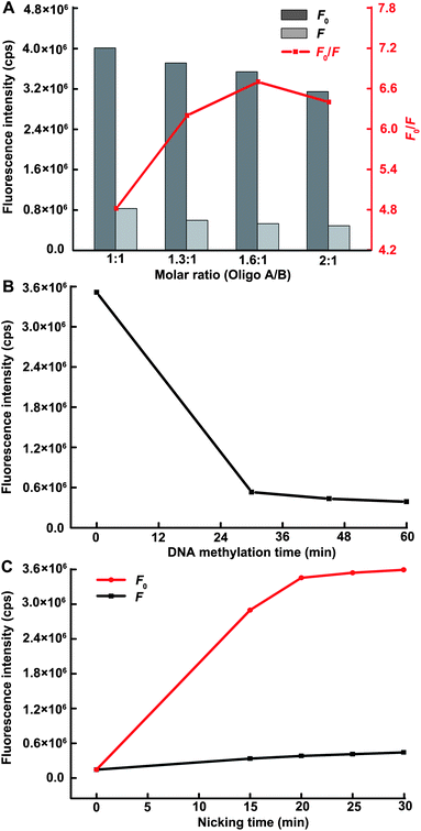 (A) The effect of molar ratio of Oligo A to B in the DNA heteroduplex on the sensing performance of the proposed methods. The DNA methylation time and nicking time are each fixed at 30 min. The descriptors F and F0 represent the fluorescence intensity in the presence and absence of target, respectively. (B) The DNA methylation time-dependent fluorescence response with a fixed nicking time of 30 min. (C) The nicking time-dependent fluorescence response over background fluorescence with a fixed DNA methylation time of 45 min. The Dam MTase concentration in all figures is 80 U mL−1.