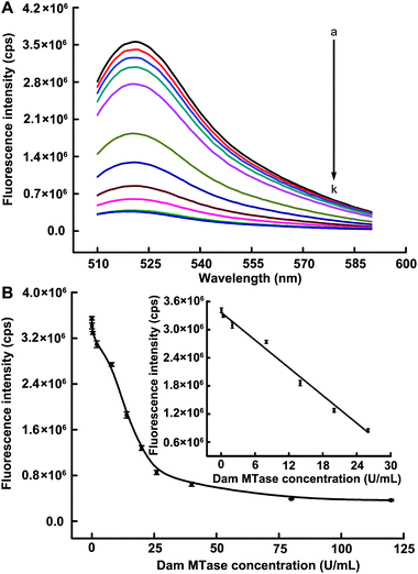 (A) Fluorescence emission spectra upon addition of different concentrations of Dam MTase: (a–k) 0, 0.08, 0.4, 2, 8, 14, 20, 26, 40, 80 and 120 U mL−1, respectively. (B) Corresponding fluorescence peak intensities versus Dam MTase concentrations. The inset shows the linearity of the fluorescence response for the sensing system against the low target concentrations. The error bar was calculated from three independent experiments.