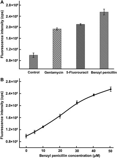 (A) Influence of gentamycin (38 μM), 5-fluorouracil (1000 μM) and benzyl penicillin (50 μM) on the activity of Dam MTase. (B) Inhibition of different concentrations of benzyl penicillin on Dam MTase activity. The benzyl penicillin concentrations were 0, 5, 10, 20, 30, 40 and 50 μM, respectively.