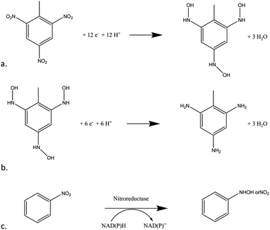 (a) Four-electron reduction of nitro groups on TNT (b) two-electron reduction of TNT's nitro groups from hydroxylamine to amine (c) the enzymatic reaction of nitroreductase and the cofactor NADPH on a molecule with a nitro moiety.