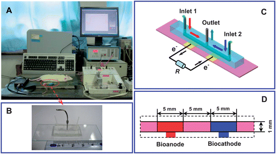 (A) Schematic illustration of the sensing system based on the efficient integration of a biofuel cell-based biogenerator with in vivo microdialysis for online continuous monitoring of glucose in rat brain. (B) Photograph, and (C and D) architecture of the microfluidic biofuel cell-based biogenerator.