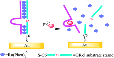 Schematic representation of the ECL lead biosensor based on Ru(phen)32+ intercalation and GR-5 DNAzyme. Left: the hybridization of DNAzyme and the substrate with intercalated Ru(phen)32+ for high ECL emission. Right: the cleaved substrate along with released Ru(phen)32+ after the introduction of lead with the decreased ECL. DNA is drawn in rigid form for better illustration.