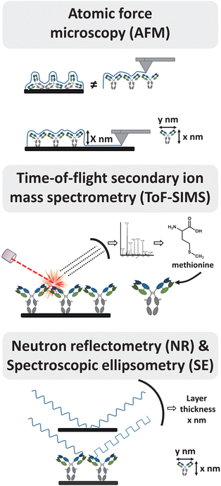 Selection of techniques to study antibody orientation. For detailed information see text.