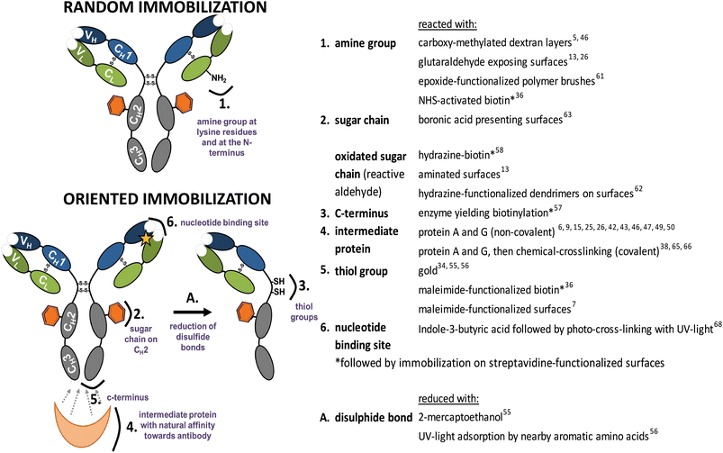 Functional groups used for random and oriented Ab immobilization onto surfaces.