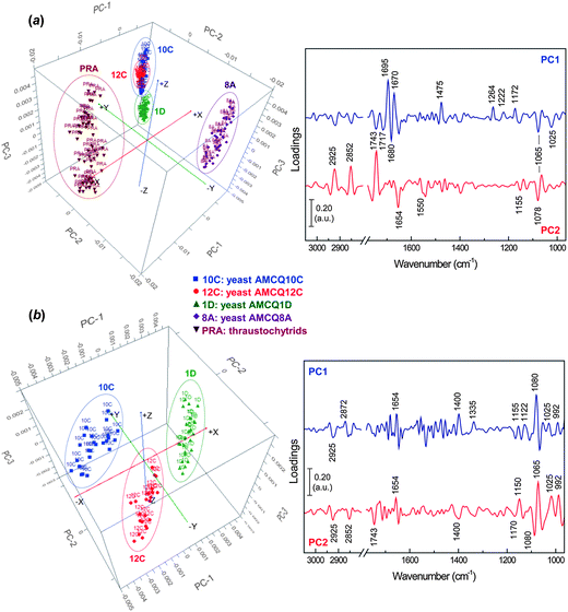 PCA score (left) and loading (right) plots showing projections against the first 3 PCs that explain the majority of the spectral variation with the inclusion of the datasets from (a) all yeast isolates and a thraustochytrium strain and (b) yeast isolates AMCQ10C, AMCQ12C and AMCQ1D, alone.