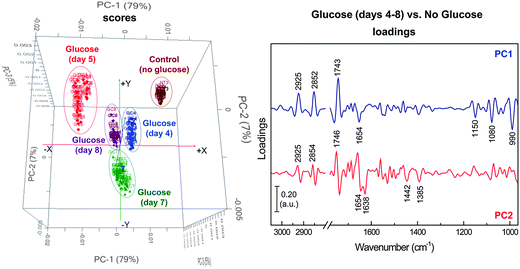 PCA score (left) and loading (right) plots of the yeast isolate AMCQ8A grown in the optimised glucose medium (days 4–8), in comparison to that of a control medium (without glucose) collected at the onset of the stationary phase (day 3).