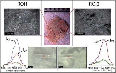 Stereo- and optical microscopy images (top) of two ROIs of the Temple Scroll fragment examined in this study. Collagen fibers can be found in both ROIs. The bottom part shows single collagen fibers in both ROIs and polarized Raman spectra in the amide I region performed on the fibers in correspondence of red spots. A clear difference in anisotropic behavior can be observed.