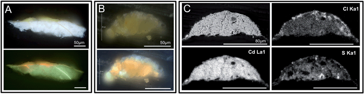 Visible, ultraviolet light, and SEM images of a sample S113 collected from the darkened upper left corner of the painting are shown. This sample was split, and panel A shows the portion of the sample mounted as a cross-section with the painting's white ground layer visible. The 3 μm thin section (from the second fragment) used for IRENI FTIR imaging is shown in panel B, also in visible and ultraviolet light. Note that the ground layer is not present in this sample. Panel C shows the SEM data for the corresponding block face of this sample, including a BSE image along with Cd, Cl, and S X-ray maps. These data demonstrate that there is no ground layer in the IRENI sample, only the altered CdS paint layer. Note the distribution of chlorine throughout this paint sample, and also the low concentration of sulphur compared to cadmium.