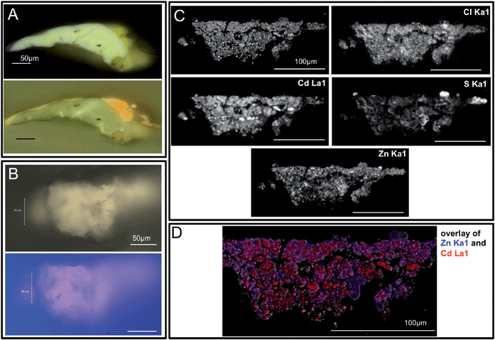 Visible, ultraviolet light, and SEM images of sample S117 collected from the lightened yellow field (now ivory-hued) below the central reclining figures are shown. This sample was split, and panel A shows the portion of the sample mounted as a cross-section with the painting's white ground layer visible. The 3 μm thin section (from the second fragment) used for IRENI FTIR imaging is shown in panel B, also in visible and ultraviolet light. Note that the ground layer is not present in this sample. Panel C shows the block face from this sample's BSE image with Cd, Cl, Zn and S X-ray maps. These data demonstrate that there is no ground layer in the IRENI sample, only the altered CdS paint layer. Note the presence of chlorine and zinc in this paint sample, and also the low level of sulphur compared to cadmium. Panel D shows the locations of Cd and Zn in this sample in red and blue respectively. Note that the Zn appears to be present as a separate phase, likely ZnO.