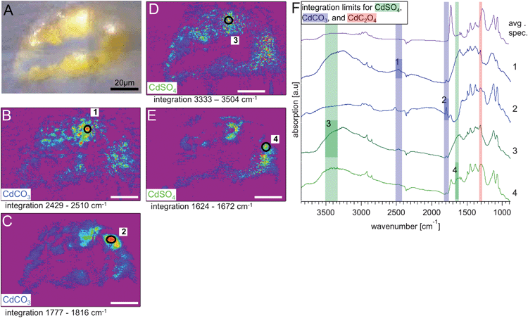 Results from S113: visible light transmission image recorded at the IRENI beamline. Panels (B) and (C) show the chemical images (rainbow scale – purple/low – red/high) generated from integrating the hyperspectral cube over the two spectral regions identified from the reference spectrum for CdCO3, in more detail (B) 2429–2510 cm−1 and (C) 1777–1816 cm−1. Panels (D) and (E) show the chemical images generated from integrating the hyperspectral cube over the two spectral regions identified from the reference spectrum for CdSO4, in more detail (D) 3333–3504 cm−1 and (E) 1624–1672 cm−1. The white scale bar equals 20 μm. In each chemical image a region of interest (ROI) was assigned to locations with the highest integrated absorbance. The spectra from those ROIs, numbered from 1–4 in panels (B) to (E), are stacked in the graph in panel (F), together with the average spectrum from S113. The influence of the resin and the dependence of the location within the sample are clearly visible.