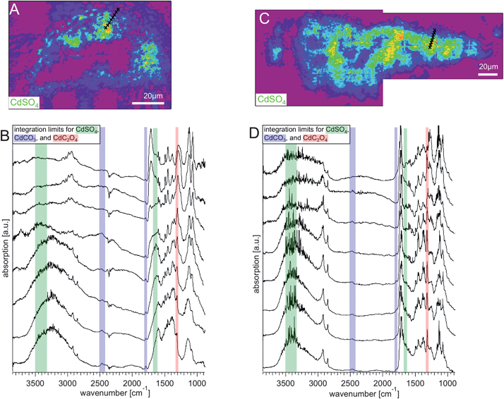 Integration images of (A) S113 and (C) S117 between 3219 and 3612 cm−1, a region where only the sample absorbs as can be verified by looking at Fig. 4. The white scale bars are 20 μm. The black crosses along the lines starting at the surface of the paint layer and transiting to the interior layers, mark the spots at which single pixel spectra have been extracted. These spectra are plotted in the graphs in panel (C) for S113 and (D) for S117. The complexity of the spectra and the variation of the distribution of the components can be seen in detail.