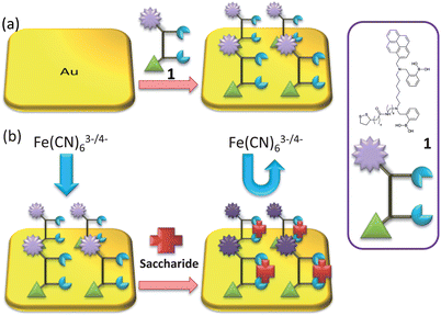 (a) Representation of gold surface functionalisation by receptor unit 1; and (b) saccharide binding.