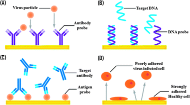 Schematic of virus biosensors based on the different types of affinity reagents for the relevant targets. (A) Immuno- (or antibody-), (B) DNA-, (C) antigen- and (D) cell-based biosensors.
