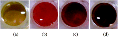 Small scale NQS colour testing with addition of heat performed in plastic micro-well plates on a blank control reagent (a), BZP HCl (b), ephedrine HCl (c), and 4-MMC HCl (d) sample solutions.