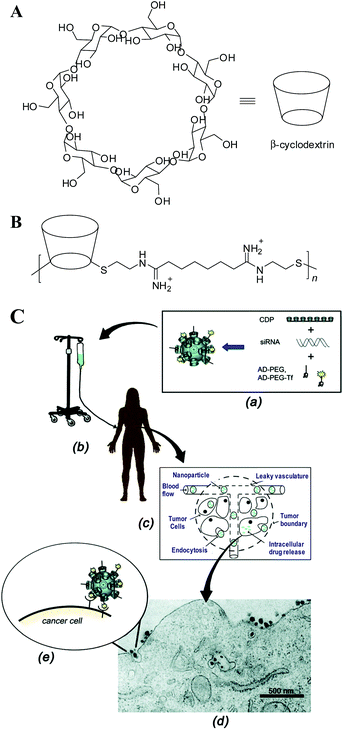 (A) Chemical structure of β-cyclodextrin (CD). β-CD has a hydrophobic interior and hydrophilic exterior surface. (B) Chemical structure of a β-CD-based polymer (CDP) designed for gene delivery, where n = 5. (C) Schematic of a targeted CDP-based nanoparticle delivery system made of a water-soluble CDP, an adamantine(AD)-PEG conjugate, a human transferrin conjugated at one end of PEG-AD for targeting, and siRNA, where an aqueous solution of nanoparticles is infused into patients, circulates in the blood, leaks via the effect of EPR into tumor tissues, penetrates though the tumor, and finally enters into the cancer cell via receptor-mediated endocytosis, as shown by a transmission electron micrograph. (Reprinted from ref. 102 with ACS permission).