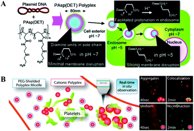 (A) Schematic of PAsp(DET)-mediated gene transfection, where the inset shows protonation of 1,2-diaminoethane moiety (Reprinted from ref. 139 with ACS permission); and (B) Schematic of interaction of polyplexes (red) with/without PEG coating with the platelets (green) in the bloodstream of a mouse earlobe. (Reprinted from ref. 141 with Elsevier permission).