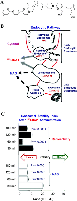 (A) Chemical structure of a poly(amidoamine) derivative, ISA1; (B) Schematic of endocytic system and markers used in sub-cellular fractionation studies; and (C) Time dependence of lysosomal stability index after the administration of 125I-labelled ISA1 at 10 mg kg−1, where the lower the index, the greater the vesicle permeability. (Reprinted from ref. 145 with Elsevier permission).