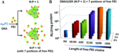 (A) Schematic of complexation between anionic DNA and cationic bPEI chains in solution mixtures; and (B) Effect of length and topology of free PEI chains on the gene transfection efficiency in 293T cells, where 7 portions of different free PEI chains were applied at 0, 2 or 4 h after adding the DNA–bPEI-25K polyplexes (N : P = 3).167 The overall and final N : P remains 10, identical for all the tests. “Nil” means that no free PEI chains were added, i.e., N : P = 3.