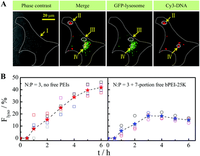 Effect of long free bPEI-25K chains on the fraction of DNA–PEI polyplexes (N : P = 3) entrapped into lysosomes per HepG2 cell (Flyso) monitored by using a confocal three-dimensionally integrated method (detailed in ref. 170 and 171), where DNA and lysosomes were labeled with Cy3 (red) and Lamp-1 GFP (green, indicated by arrow III), respectively. At each indicated time, 10 Z-scan images with a 1-μm step were captured from each cell (cell membrane is indicated by arrow I). Sum of Cy3-fluorescence intensity of yellow clusters (overlay of red and green, indicated by arrow IV) in ten images (Ilyso) indexes pDNA content inside lysosomes; whereas sum of Cy3-intensity of both red and yellow clusters (Itot, indicated by arrow II and IV) indexes total pDNA inside each cell. It has been demonstrated by us that the average Cy3-fluorescence intensity per cell (Iavg) linearly increases with the DNA concentration (CDNA) so that the average amounts of Cy3-DNA inside each cell and lysosomes are estimated from mDNA = CDNA × Vcell and Flyso = Ilyso/Itot × 100%, respectively, where Vcell is the cell volume, and at least 5 cells were analyzed under each experimental condition.