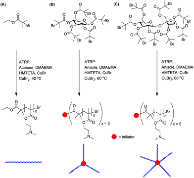 Synthesis of (A) linear, (B) 3-arm and (C) 5-arm star-shaped PDMAEMA with different desired chain lengths via atom transfer radical polymerization (ATRP).95.