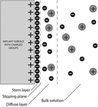 Schematic overview of ion-distribution at the surface of positively charged implanted biomaterial originating in zeta potential. Polarized particles in the suspension medium are surrounded by two layers of ions. The inner “fixed” or Stern layer consists of strongly bound, and the outer “diffuse” layer of loosely bound ions. During motion and interactions of the particle, the outer ions begin to move, thereby leading to a shear effect between the two layers inducing the development of an electrokinetic potential.