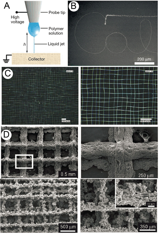 Solution electrospun fibers produced in a direct writing mode. One of the first demonstrations of electrospinning as an AM approach, “scanning tip electrospinning” (A) used short collection distances and small quantities of polymer solution deposited onto an atomic force microscope tip. This work was followed by Sun et al., who termed their process “near-field electrospinning” (B). Hellmann et al. produced even more complex structures, shown in (C). Recent work with coagulation baths precipitated out relatively large struts of PCL in another AM approach (D). In this instance, the benefit over FDM is the surface roughness, which promoted better compatibility with cells. Figure (A) was reproduced with permission from Sun et al., Nanoletters, 6, 839. Copyright 2006 American Chemical Society.47 Figure (B) is reproduced from ref. 49, C from ref. 48 and (D) from ref. 50, all with permission.