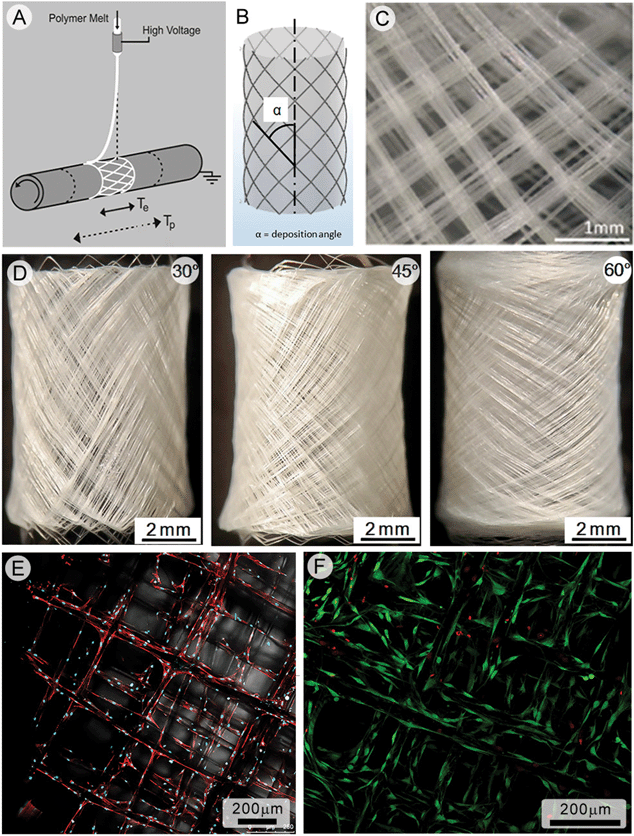 Melt electrospinning writing onto a cylindrical collector to produce cell invasive tubular structures. Schematics of fiber deposition onto the cylindrical collector are shown (a, b) as well as a microscope image of the deposited fibers (c). Photographs (d)–(f) are of tubular scaffolds made using a deposition pitch of 30°, 45° and 60°. Human osteoblasts are seeded onto the scaffold and actin fibers imaged with confocal laser scanning microscopy (e), while live-dead imaging (f) shows that over 90% of osteoblasts are alive after 2 weeks in vitro. Figures reproduced from ref. 8.