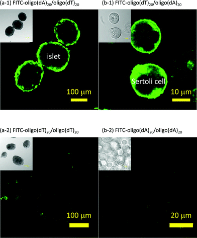 Surface modification of islets and Sertoli cells with ssDNA-PEG-DPPE. Sertoli cells and islets were observed under a confocal laser scanning fluorescent microscope. (a-1) FITC-oligo(dA)20 fixed on islets modified with oligo(dT)20-PEG-DPPE. (a-2) Islets were modified with oligo(dT)20-PEG-DPPE and then mixed with FITC-oligo(dT)20. (b-1) FITC-oligo(dT)20 fixed on Sertoli cells modified with oligo(dA)20-PEG-DPPE. (b-2) Sertoli cells were modified with oligo(dA)20-PEG-DPPE and then FITC-oligo(dA)20.