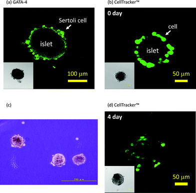 Immobilization of Sertoli cells onto islets. (a) Immunohistochemical staining of GATA-4 of Sertoli cells immobilized on an islet with the ssDNA-PEG-DPPE method. (b) Sertoli cells (stained with CellTracker™) immobilized on an islet with the ssDNA-PEG-DPPE method just after immobilization. (c) A phase contrast microscopic image of a mixture of oligo(dT)20-PEG-DPPE-modified islets and naïve Sertoli cells. (d) Sertoli cells (stained with CellTracker™) immobilized on an islet after 4 days of culture. Insets: phase contrast microscopic image.