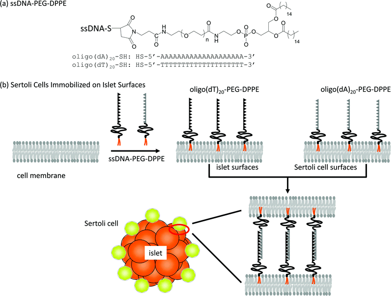 Immobilization of Sertoli cells onto an islet using ssDNA-PEG-DPPEs. (a) Oligo(dA)20 and oligo(dT)20 were used as ssDNA conjugated to PEG-DPPE. (b) A schematic illustration of the anchoring of ssDNA-PEG-DPPE to a lipid bilayer of the cell membrane and immobilization of Sertoli cells onto an islet through hybridization between oligo(dA)20 and oligo(dT)20.