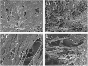 SEM micrographs of myoblasts cultured on (a) blood and (b) plasma cryogels. The cryogel constructs had been cultured for 14 days. The upper lane illustrates myoblasts on the surface of the constructs (a, b). Scale bars equal 100 μm. The lower lane illustrates the inside of the constructs (a′, b′). Scale bars equal 10 μm.