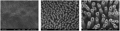 Representative SEM images (5000×, 20 000× and 50 000× magnification, represented scale bars of 1μm, 1μm and 100nm respectively) showing the nano-architecture of titania nanotube arrays fabricated using an anodization technique. Titania nanotube arrays were coated with a 10 nm layer of gold and imaged at 15 kV.