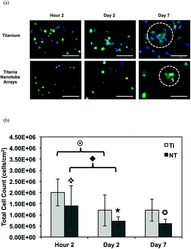 (a) Representative fluorescence microscope images of adhered monocytes, macrophages, neutrophils and foreign body giant cells (FBGC, 3 or more nuclei) stained with DAPI (nuclei) and CMFDA (cytoplasm) on titania nanotube arrays and biomedical grade titanium after 2 hours and 2 and 7 days of incubation in human whole blood lysate. The images show a decrease in cellular adhesion, fusion and the formation of FBGCs (indicated by the circled regions) on titania nanotube arrays. The scale bar represents 50 μm. (b) Cell count calculated using the fluorescence images and ImageJ software. The results indicate a significant decrease in the number of adhered immune cells on titania nanotube arrays as compared to biomedical grade titanium. (, ★, , , ◆, p ≤ 0.05).
