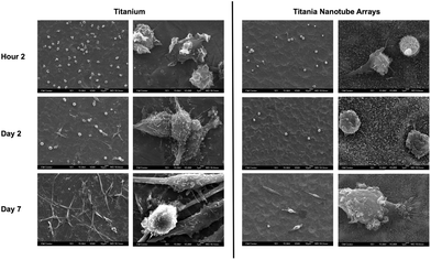 Representative SEM images of adhered immune cells on titania nanotube arrays and biomedical grade titanium after 2 hours and 2 and 7 days of incubation in human whole blood lysate. The substrates were coated with a 10 nm layer of gold and imaged at 15 kV. Representative images taken at 500× (left column of both substrate types, scale bar 10 μm) and 5000× (right column of both substrate types, scale bar 1 μm). The images indicate constrained cellular morphology on titania nanotube arrays, while showing increased cell–substrate integration and cell–cell interactions leading to the formation of foreign body giant cells on biomedical grade titanium.