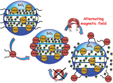 A schematic representation of reversible smart drug delivery nanodevices consisting of magnetic MSNPs modified with single-stranded DNA and γ-Fe2O3 nanoparticles modified with the complementary DNA strand acting as nanogates. The hybridization of both DNA strands provokes the mesopore capping. The progressive double-stranded DNA dehybridization upon application of an alternating magnetic field provokes the nanocap removal and the subsequent cargo release.135