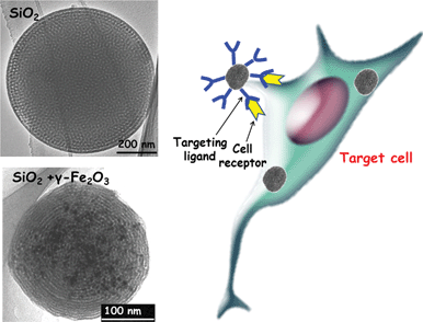 TEM images of pure silica and silica incorporating γ-Fe2O3 MSNPs. For many of the applications in nanomedicine it is possible to decorate the outermost surface of the MSNPs with targeting ligands able to specifically interact with the cell receptors present in the target cell.