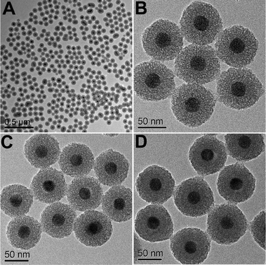 TEM images of UCNPs@mSiO2 (A, B), UCNPs@mSiO2-PEG (C) and UCNPs@mSiO2-PEG/FA (D).