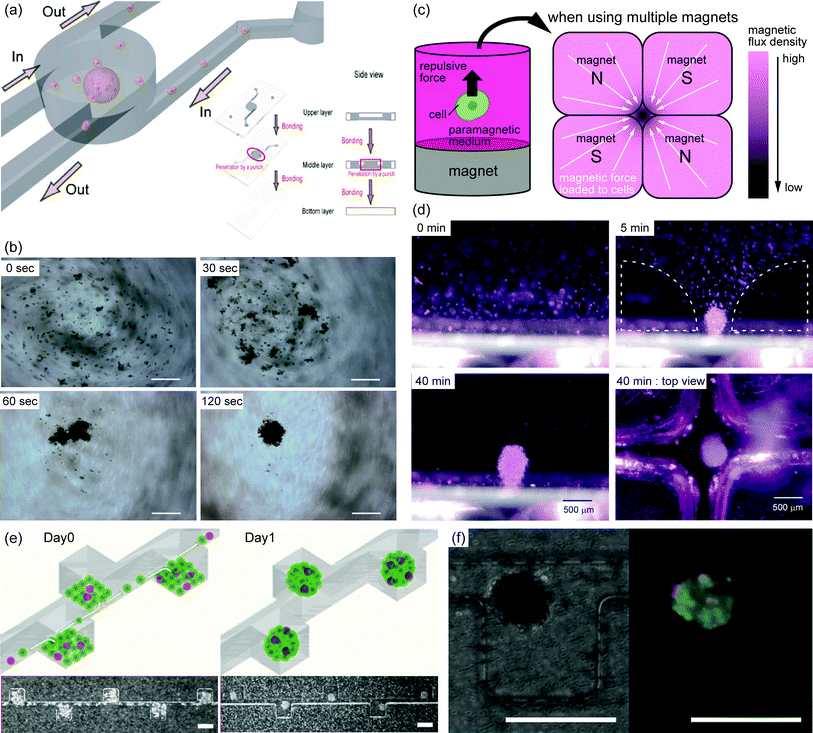 (a) Schematic diagram of spheroid formation using micro-rotational flow. When cells suspended in culture medium are introduced into the device, the cells aggregate into a spheroid due to the micro-rotational flow.12 (b) Sequential images of spheroid formation driven by micro-rotational flow. At 0 s, cell rotation occurs throughout the entire area with high-speed flow. When the flow speed is reduced, cells start aggregating on the left of the device (∼120 s). Scale bars, 200 μm.12 (c) Schematic diagram of spheroid formation using the magneto-Archimedes effect. The magnetic force acts on cells within the paramagnetic medium, and cells aggregate on the spots with the lowest magnetic flux density.13 (d) Sequential images of spheroid formation by magnetic force. Cells gradually aggregate in the gap of the magnet array.13 (e) Production of spheroids using a microfluidic device. The device has a main channel and side chambers; the surfaces of all channels are rendered resistant to cell adhesion, resulting in cell aggregation in the side chambers. Scale bars, 200 μm.16 (f) Image of a co-culture spheroid after 1 day in culture in the microfluidic device. Red areas represent PC-3DsRed cells, and green areas represent live cells. Scale bars, 200 μm.16 “(a, b) Copyright (2010) Elsevier, (d) Copyright (2011) Royal Society of Chemistry, (e, f) Copyright (2009) Royal Society of Chemistry.”